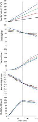 Muscle Belly Gearing Positively Affects the Force–Velocity and Power–Velocity Relationships During Explosive Dynamic Contractions